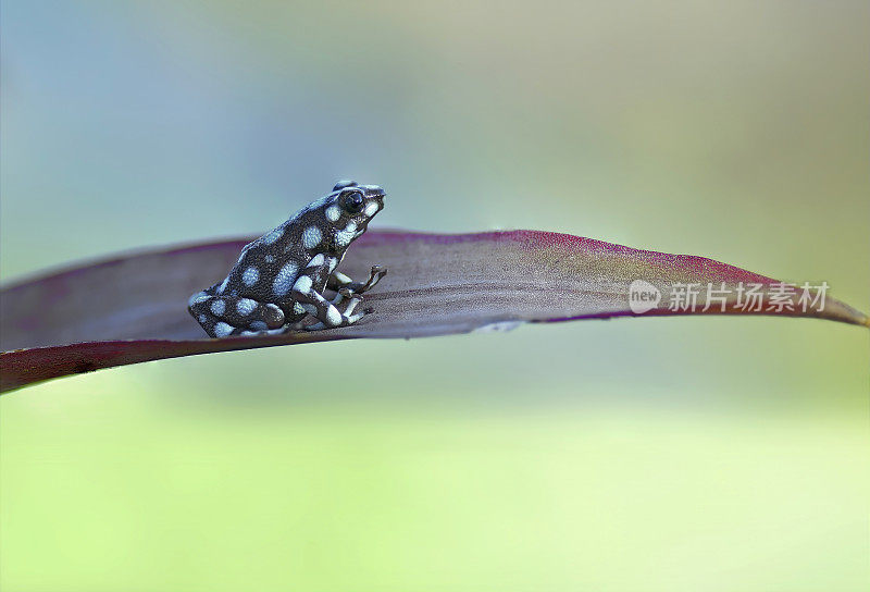 一种濒危的Marañón (exidobates mystersus)毒蛙